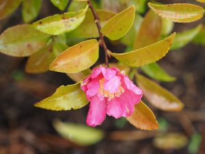 Camellia sasanqua ‘Tanya’