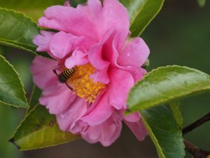 Camellia sasanqua ‘Winter’s Joy’