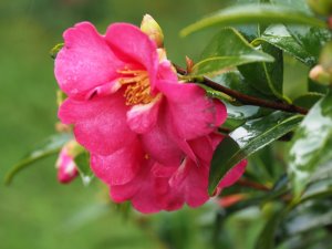 Camellia × vernalis