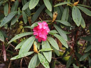 Rhododendron nobleanum