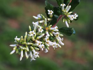 Escallonia resinosa