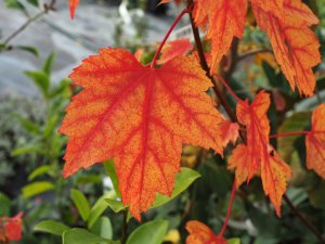 Acer rubrum ‘Brandy Wine’