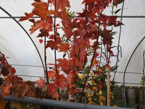 Acer rubrum ‘Brandy Wine’