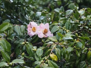 Camellia x williamsii ‘J.C. Williams’