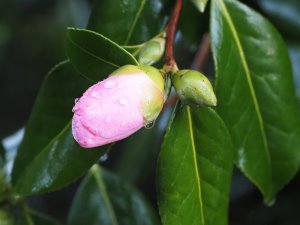 Camellia x williamsii ‘J.C. Williams’