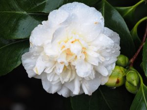 Camellia japonica ‘Gauntlettii’