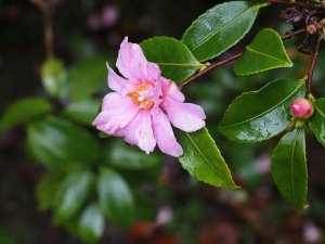 Camellia sasanqua ‘Paradise Hilda’