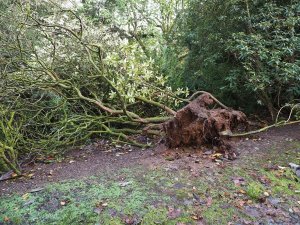 rhododendron blown over