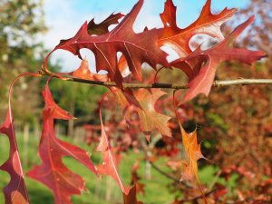 Quercus palustris ‘Flaming Suzy’