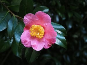 Camellia x williamsii ‘Rosemary Williams’