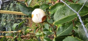 Camellia yunnanensis grown from RMCG seed (17099)
