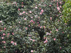 Camellia x williamsii ‘St Ewe’