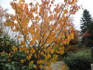 Prunus ‘Ichiyo’ (‘Pink Champagne’)