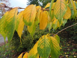 Prunus ‘Matsumae-fuki’ (‘Chocolate Ice’)