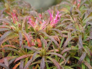 Rhododendron stenopetalum ‘Linearifolium’