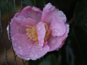 Camellia sasanqua ‘Manhattan Pink’