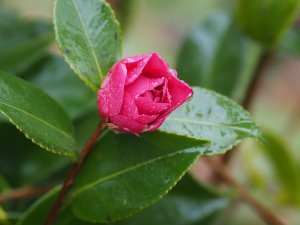 Camellia sasanqua ‘Sekiyo’