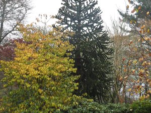 Rehderodendron macrocarpum with autumn colour in front of the Monkey Puzzle