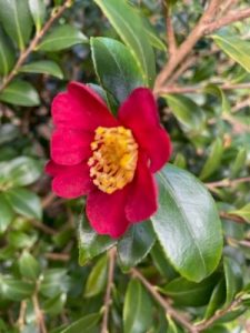 Camellia sasanqua ‘Yuletide’