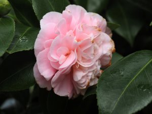 Camellia japonica ‘Debutante’