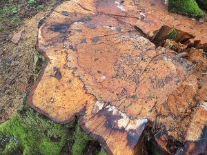 base of the fallen and felled huge beech tree