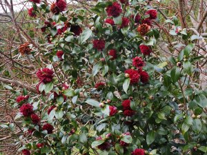 Camellia japonica ‘Takanini’