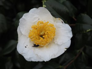 Camellia japonica ‘White Swan’