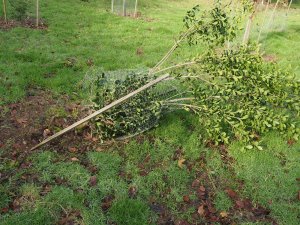 evergreen trees blown over
