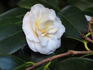 Camellia ‘Nobilissima’