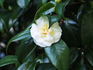 Camellia ‘Gauntlettii’ (‘Sodekakushi’)