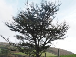 King Charles’ 1984 planted blue cedar tree