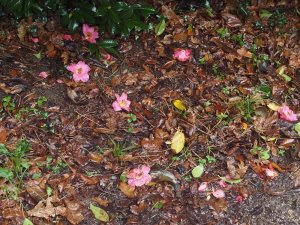 Camellia x williamsii ‘Golden Spangles’