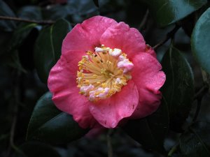Camellia ‘Dewatairin’