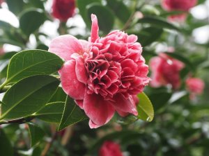 Camellia japonica ‘Volunteer’