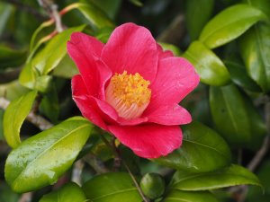 Camellia japonica seedlings