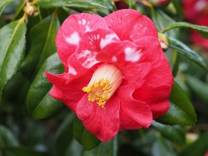 Camellia japonica ‘Adolphe Audusson Variegated’