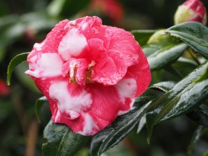 Camellia japonica ‘Adolphe Audusson Variegated’