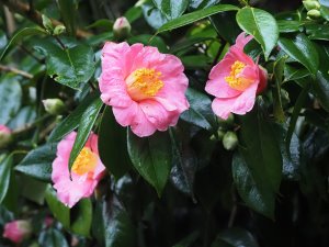 Camellia ‘New Venture’