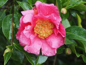 Camellia japonica ‘California Sunset’