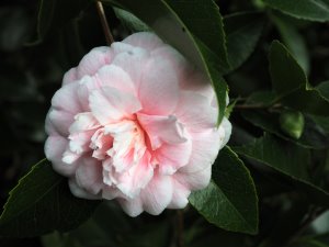 Camellia japonica ‘High Hat’