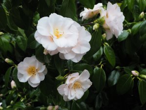 Camellia japonica ‘Magnoliaeflora’