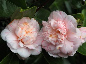 Camellia japonica ‘Margherita Coleoni’