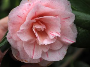 Camellia japonica ‘Sunburst’