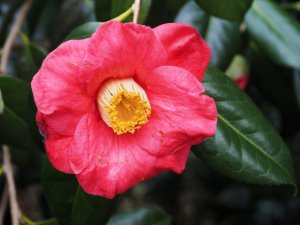 Camellia x williamsii ‘Elegans’