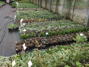 Herbaceous plants in full growth