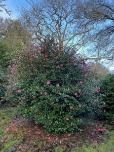 Camellia x williamsii ‘John Pickthorn’