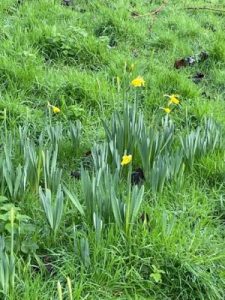 first daffodils