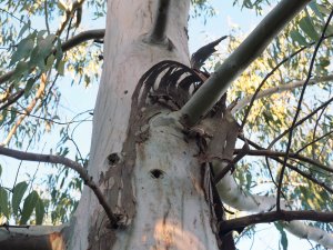 Eucalyptus mannifera var. praecox