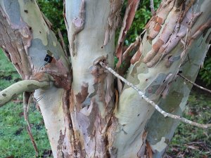 Eucalyptus simmonosii