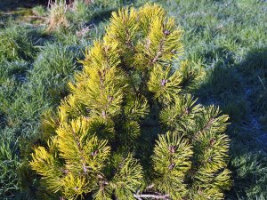 dwarf Pinus mugo ‘Winter Gold’